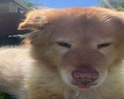 Sandack also has a furry member in her family. She calls him her bestie in the quarantine days Sandack also has a furry member in her family. She calls him her bestie in the quarantine days.